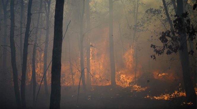 Pożary pustoszą Wschodnie Wybrzeże i Kalifornię. Jedna ofiara