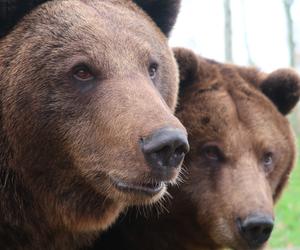 Pierwszy raz w historii poznańskiego ZOO - wszystkie niedźwiedzie brunatne zapadły w sen zimowy!