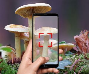 Aplikacje i mapy dla grzybiarzy. Te rzeczy i aplikacje warto mieć w lesie
