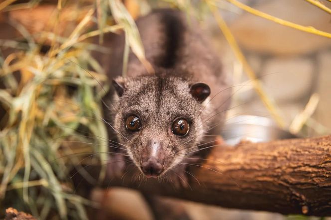 Nocny akrobata z Indonezji zamieszkał we Wrocławiu! Poznajcie nowego lokatora Zoo