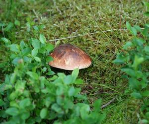 Grzybowe eldorado po deszczu na Dolnym Śląsku.  Są kolorowe borowiki i mnóstwo kurek 