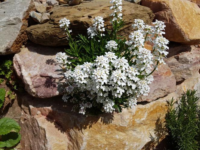 Ubiorek wiecznie zielony (Iberis sempervirens) - opis, wymagania, uprawa, pielęgnacja, zastosowanie, odmiany