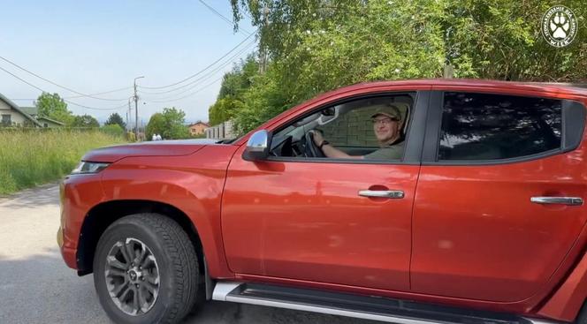 Wilk potrącony przez auto na S7 wrócił na wolność