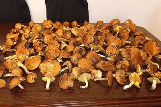 Grzyby w województwie śląskim w sierpniu 2024