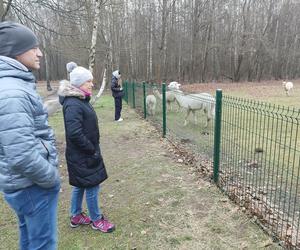 Znane ZOO w regionie zaprasza do oglądania żywej szopki!