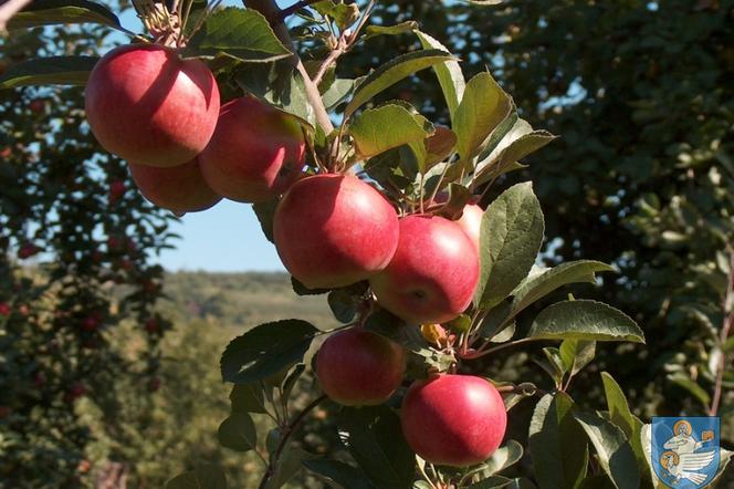 Przymrozki zniszczyły sady w gminie Łącko.  Jabłek będzie mniej,   a w sklepach drożej