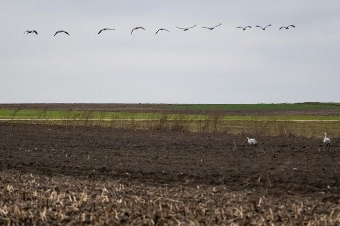 Żurawie powróciły do Poleskiego Parku Narodowego