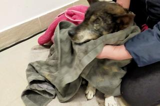 Pogranicznicy uratowali tonącą suczkę