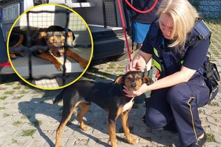 Błąkał się na Trasie Zamkowej, mógł zginąć pod kołami. Strażnicy miejscy ruszyli na pomoc szczeniakowi