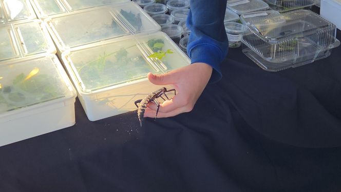 Węże, pająki i dreszczyk emocji w Bydgoszczy! Dragon Expo zachwyciło odwiedzających