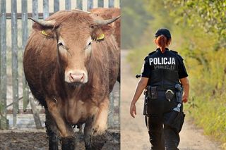 Ciała ojca i syna na prywatnej posesji! Wokół biegał rozjuszony, prawie tonowy byk