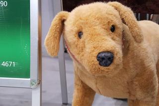 Tysiące psów i odwiedzających. II Międzynarodowa wystawa Psów Rasowych odbyła się w Bydgoszczy