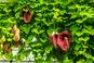 Odkryj piękno kokornaka wielkolistnego! Porady dotyczące uprawy i pielęgnacji