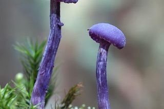 Ten niezwykły grzyb rośnie głównie na... cmentarzach. Mało kto wie, że jest jadalny