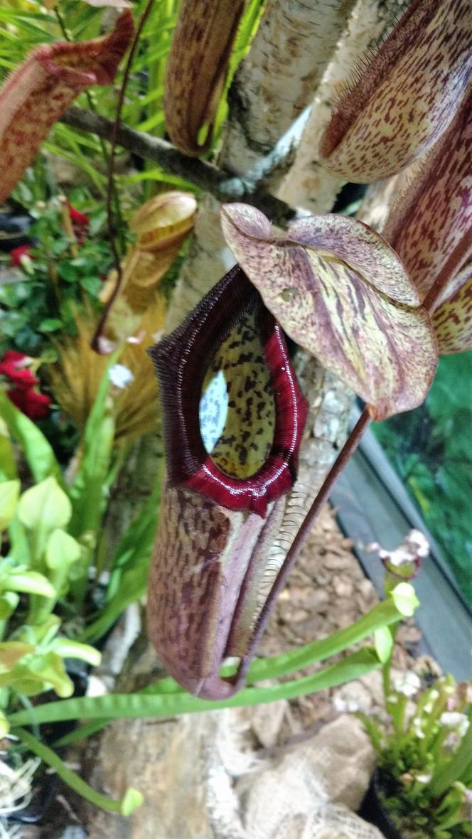 Krwiożercze rośliny opanowały katowicki Spodek! Trwa Festiwal Roślin Owadożernych [ZDJĘCIA, AUDIO]