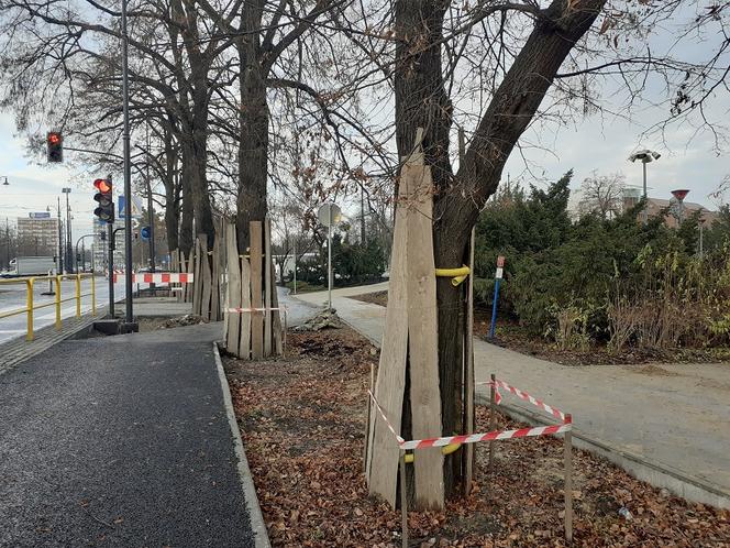 Lipy wzdłuż Alei św.Jana Pawła II w Toruniu