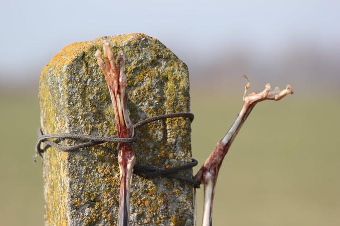 OBRZYDLISTWO szczątki zwierząt wisiały na płotach! Co się wydarzyło na byłej fermie? [DRASTYCZNE ZDJĘCIA]