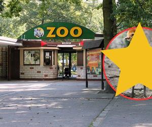 ZOO w Poznaniu wstawiło wyjątkowe zdjęcie żurawia