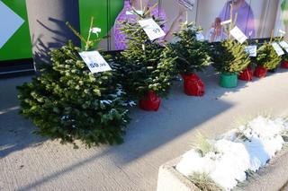 Ceny choinek 2023. Ile trzeba zapłacić za drzewko naturalne w Olsztynie? [ZDJĘCIA]