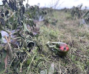 Maciej Siekiera, rolnik z Gałkowic, w szoku po akcji. 60 ton papryki rozdane, gdy zbiór był nieopłacalny.