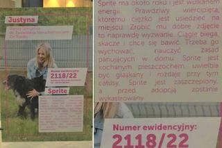 Pod zdjęciem znajdują się podstawowe informacje. Imię czworonoga, wiek, a także historia