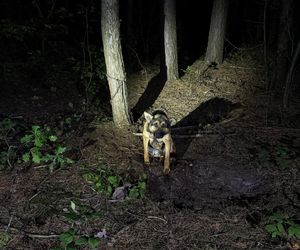 Grześ skazany na śmierć w męczarniach. Bestia przywiązała go do drzewa! Błagamy o pomoc