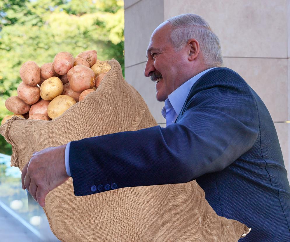 Białoruś. Łukaszenka ogłosił mobilizację! Potrzebne są nawet dzieci. Wszystko przez ziemniaki