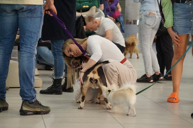 PupiLove Targi 2023 za nami! Czworonogi opanowały Focus Mall Bydgoszcz [ZDJĘCIA]