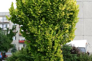 Wiąz holenderski 'Wredei' - Ulmus x hollandica 'Wredei'