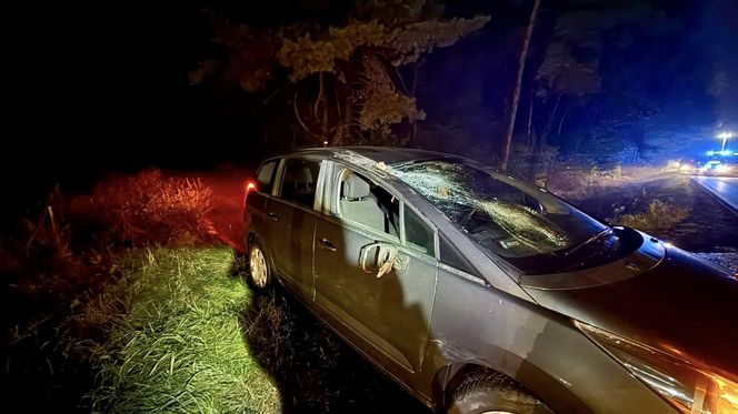 Drzewo runęło na jadący samochód! O krok od tragedii na DK 10 pod Bydgoszczą