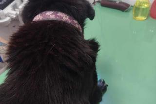 Bity pies porzucony przez właściciela. „Leżał zwinięty w kulkę w śniegu”