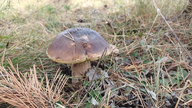 Sypnęło grzybami na początku października w Świętokrzyskiem