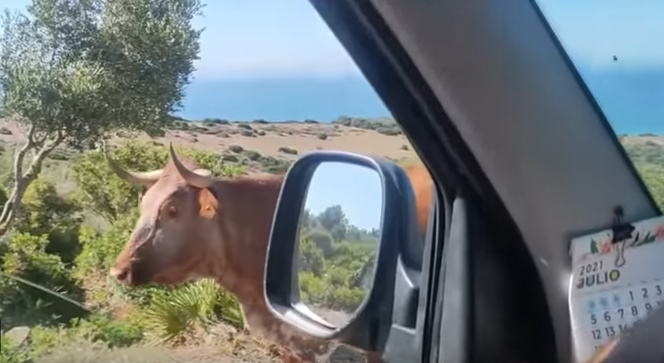 Możesz podróżować bez mapy i nawigatora. W tym miejscu krowy wskazują drogę [VIDEO]