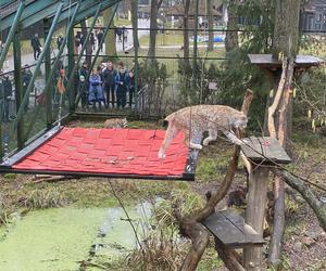 Dzień kota w łódzkim zoo. To doskonała okazja na obserwowanie nowego osobnika