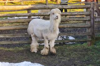 Żywa szopka przy klasztorze bernardynów w Tarnowie. Osiołek i alpaki ściągają tłumy