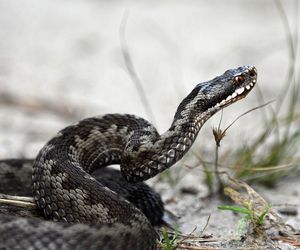 Groźne gady pojawiły się w Polsce