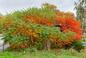 Sumak octowiec - drzewo o kolorowych liściach jesienią. Czy warto sadzić sumaka w ogrodzie?