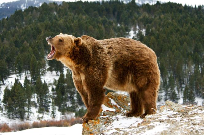 Słowacja. Niedźwiedź zaatakował biegacza. 38-latek ma obrażenia głowy, rąk i nóg 