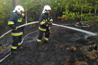 Pożar lasu pod Bydgoszczą! Samolot zrzuca wodę! [ZDJĘCIA]