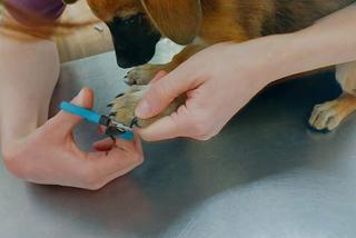 Pojechali na wakacje, uratowali pieski