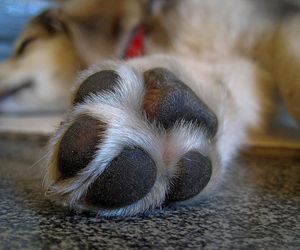 Zwłoki psa w mieszkaniu! 61-latka pojechała do sanatorium 