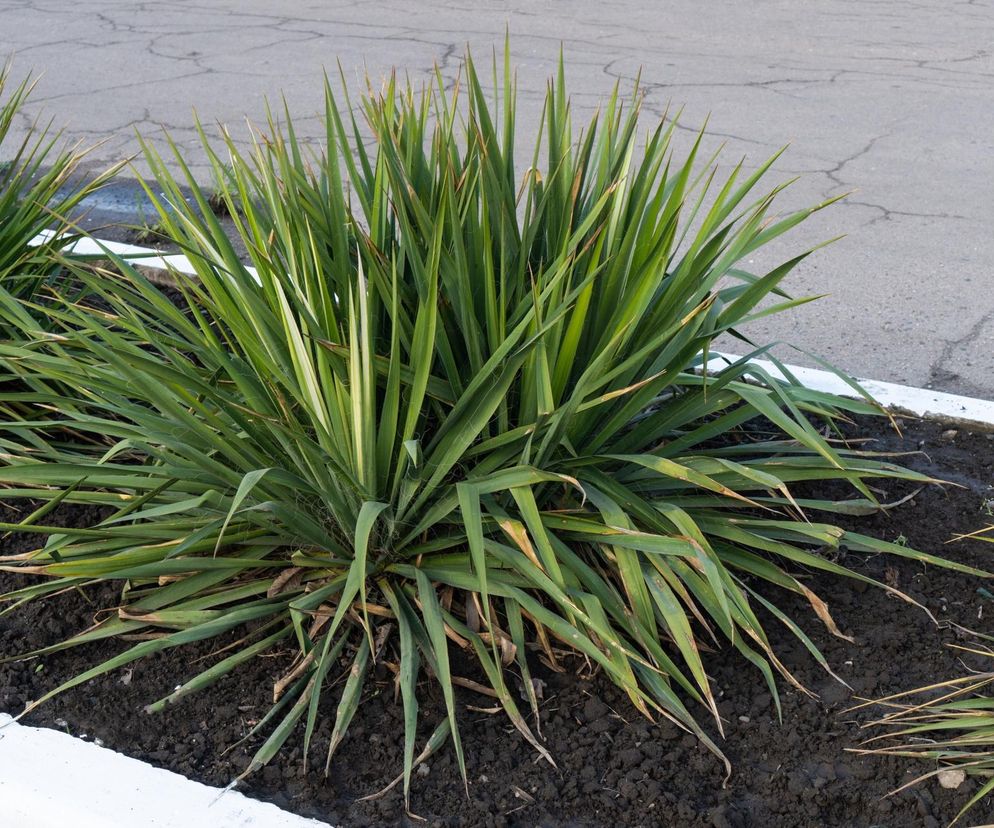 Pielęgnacja juki ogrodowej