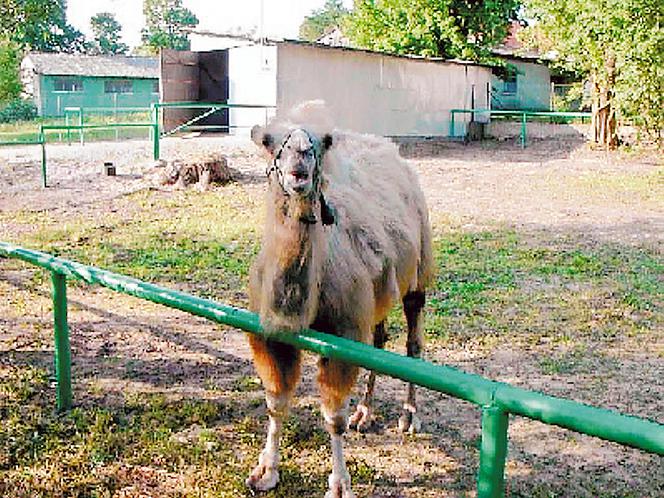 Garbaty morderca grasuje w ZOO