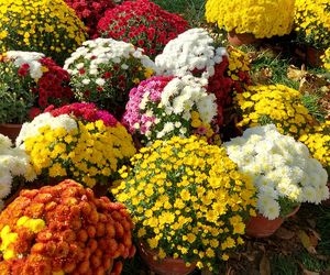 Przygotowania do Wszystkich Świętych Zamość