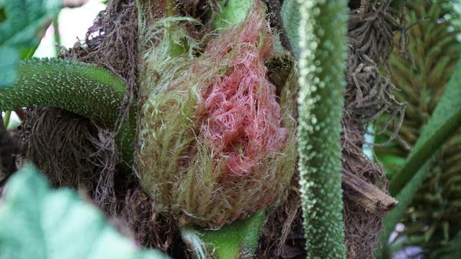 To jeden z najpiękniejszych ogrodów botanicznych w Polsce. Znajduje się na Dolnym Śląsku 