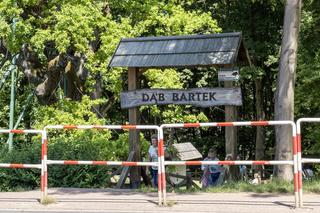 Dąb Bartek w Zagnańsku koło Kielc