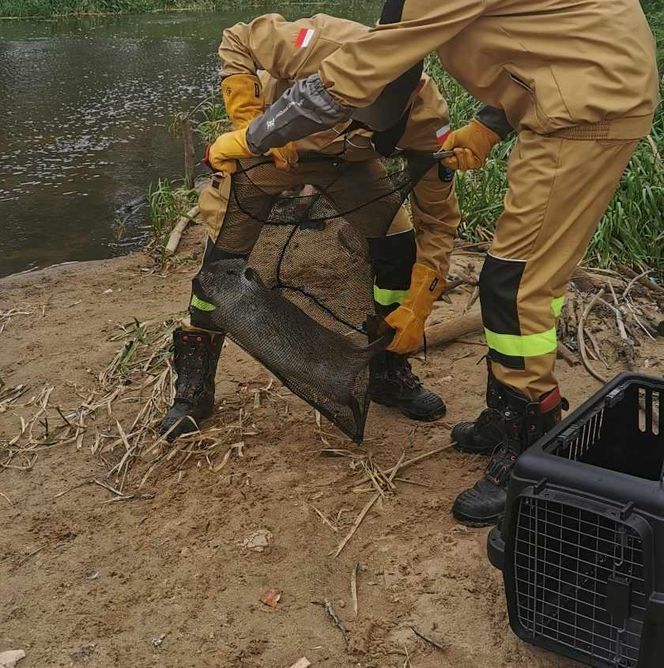 Nutrie w Rybniku są już odławiane