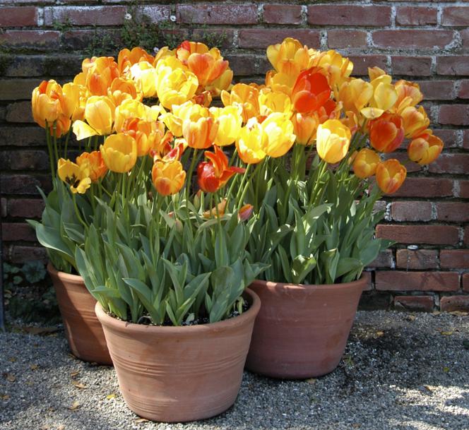 Tulipany w donicach