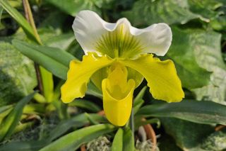 Najpiękniejsze storczyki w łańcuckiej storczykarni