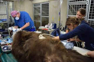 Niedźwiedzie z zoo w Poznaniu przeszły zabiegi dentystyczne